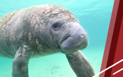 Why Employers Should Say ‘Yes’ to Manatees